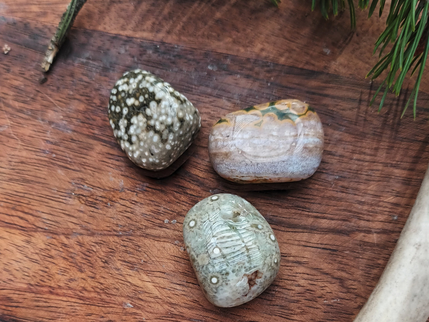 Valtamerijaspis