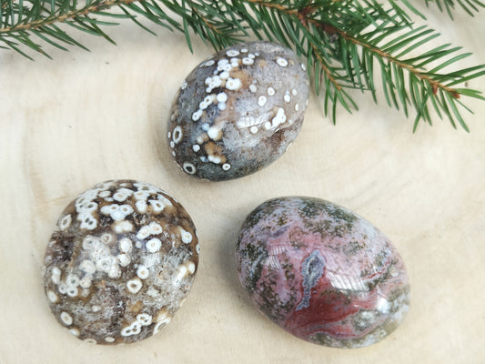 Valtamerijaspis iso